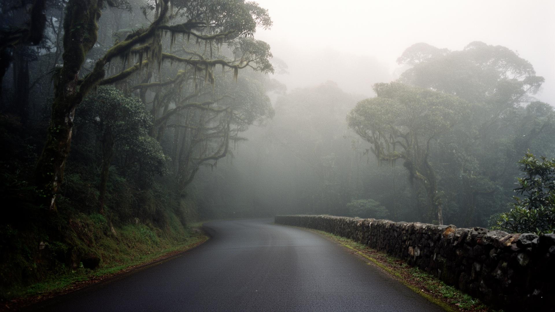 Estrada na floresta laurissilva com nevoeiro na costa norte da Madeira